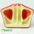 IMPLANT07 (12615) Modelo de práctica de estiramiento dental sinusal utilizado para la práctica